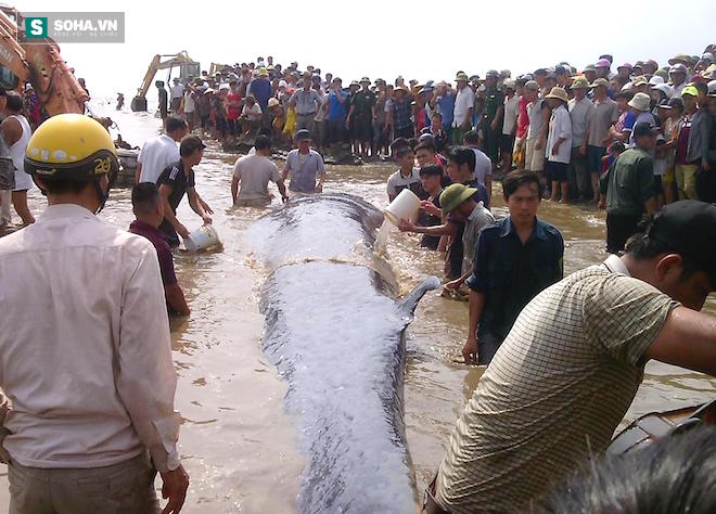 Chùm ảnh quá trình giải cứu cá voi khủng ở Nghệ An - Ảnh 17.
