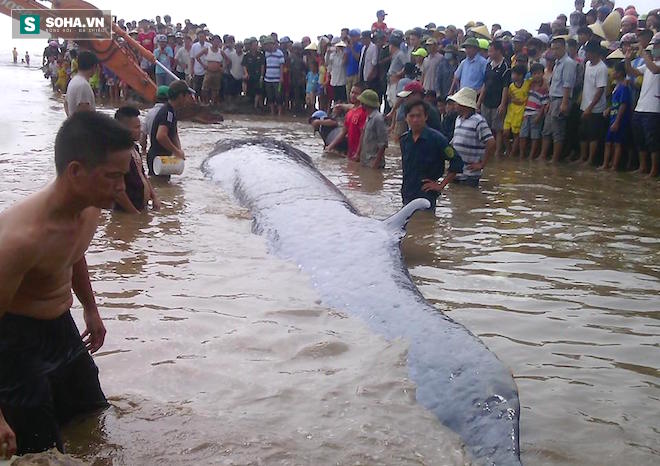 Chùm ảnh quá trình giải cứu cá voi khủng ở Nghệ An - Ảnh 14.