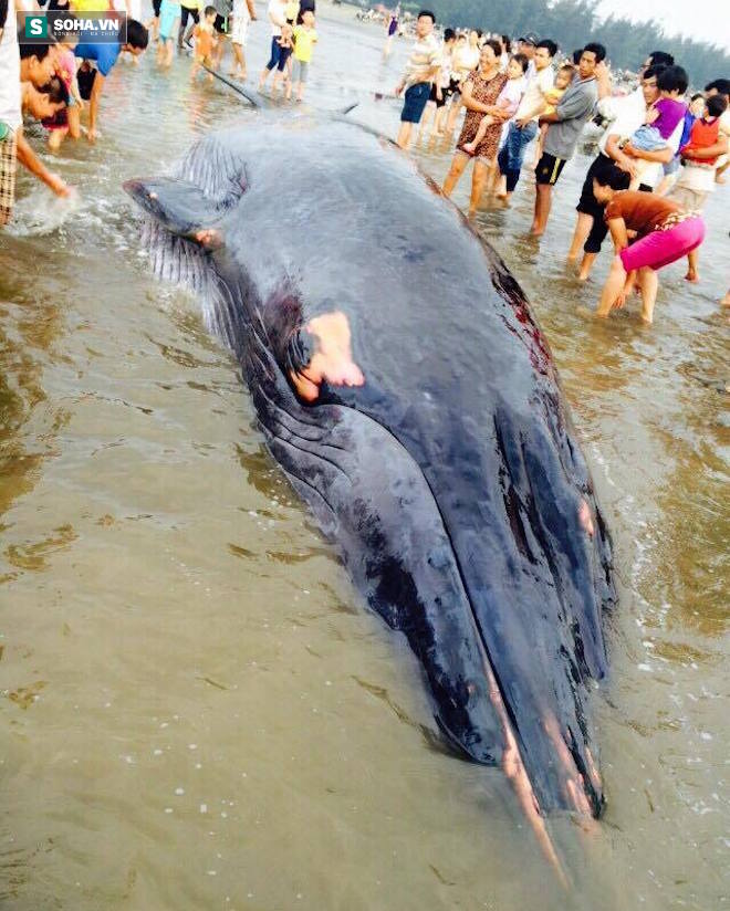 Chùm ảnh quá trình giải cứu cá voi khủng ở Nghệ An - Ảnh 8.
