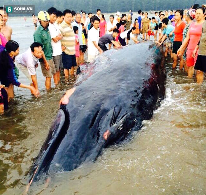 Chùm ảnh quá trình giải cứu cá voi khủng ở Nghệ An - Ảnh 7.
