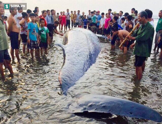 Chùm ảnh quá trình giải cứu cá voi khủng ở Nghệ An - Ảnh 6.