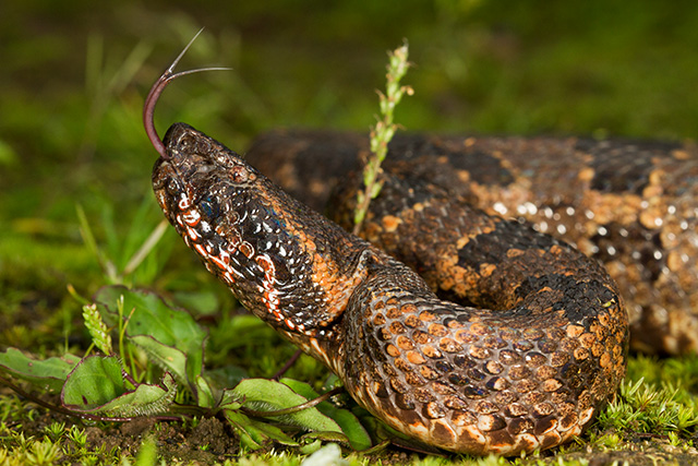 4 loài rắn cực độc được tìm thấy nhiều nhất ở Fansipan - Ảnh 6.