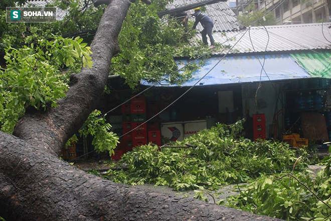 Người dân hốt hoảng với cây to bật gốc đổ giữa đường phố Sài Gòn - Ảnh 3.