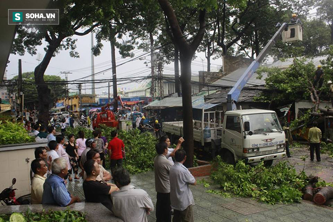 Người dân hốt hoảng với cây to bật gốc đổ giữa đường phố Sài Gòn - Ảnh 1.