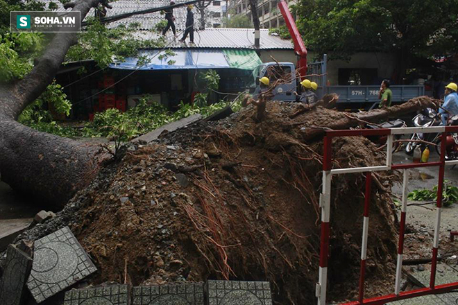 Người dân hốt hoảng với cây to bật gốc đổ giữa đường phố Sài Gòn - Ảnh 5.