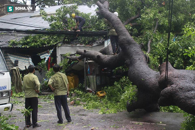 Người dân hốt hoảng với cây to bật gốc đổ giữa đường phố Sài Gòn - Ảnh 4.