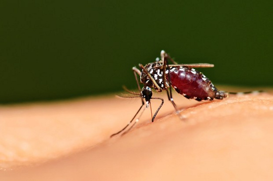 Trời chuyển mùa ẩm ướt, muỗi nhiều hãy bật chức năng này trên điều hòa để giảm muỗi! - Ảnh 1.