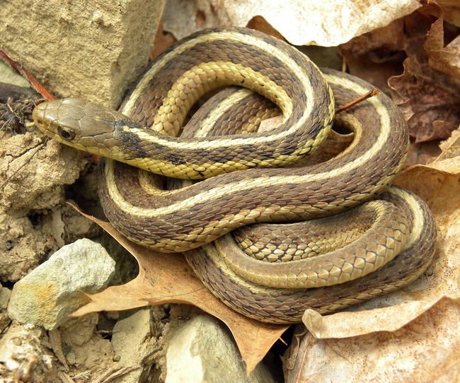 Việc không ai nghĩ đến mà 75.000 con rắn sẽ làm đầu tiên sau khi ngủ đông - Ảnh 1.