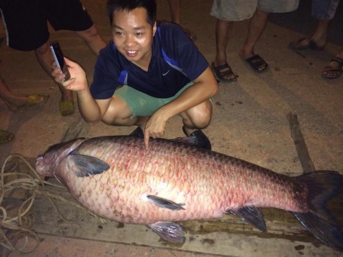 Bắt được siêu cá trắm nặng 61kg tại Thái Nguyên - Ảnh 1.