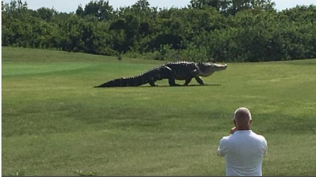 Kinh hãi cảnh cá sấu khổng lồ dài hơn 4,5m đi dạo trong sân golf - Ảnh 1.
