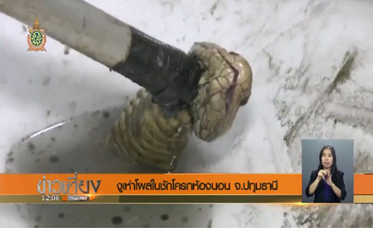 Thái Lan: Rắn hổ mang tái xuất trong nhà vệ sinh - Ảnh 1.
