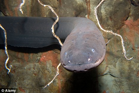 Tình cờ chứng minh được giả thuyết kinh dị 200 năm tuổi về loài lươn điện - Ảnh 1.