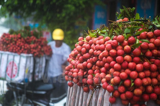 Những mẹo nhỏ giúp giải nhiệt sau khi lỡ ăn nhiều quả vải - Ảnh 1.