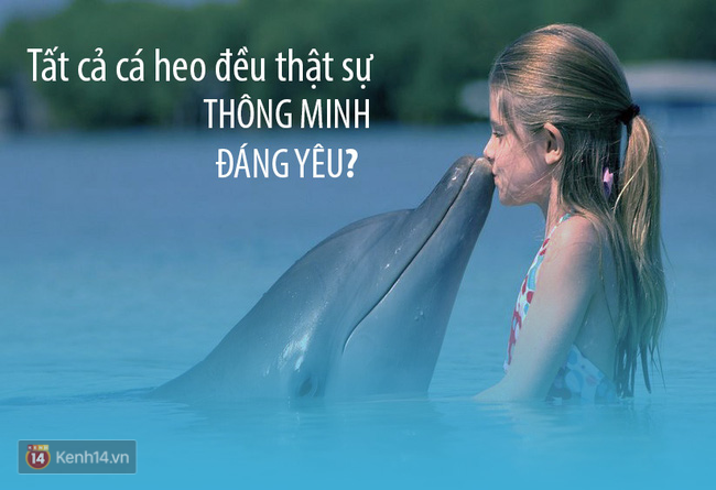 Cá heo không thông minh, đáng yêu như con người tưởng! - Ảnh 1.