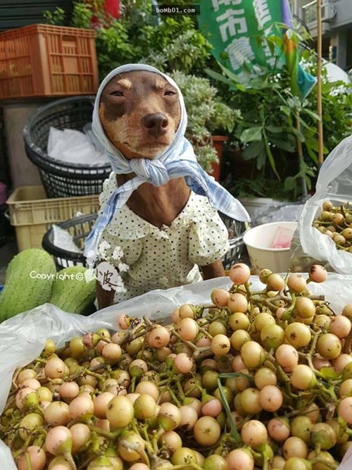 Chú chó ăn mặc sành điệu, bán hoa quả gây sốt cộng đồng mạng - Ảnh 1.