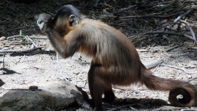 Lũ khỉ ở Brazil đã chính thức tiến hóa: biết... đập đá chế đồ - Ảnh 1.
