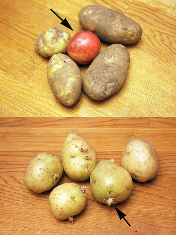 Cách trữ khoai tây quen thuộc hóa ra lại khiến khoai mau hỏng, chóng mọc mầm - Ảnh 1.