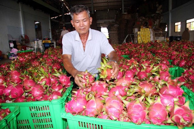 Nghịch lý thanh long cuối vụ giá giảm kỷ lục, thương lái ép nhà vườn tới chân tường - Ảnh 1.