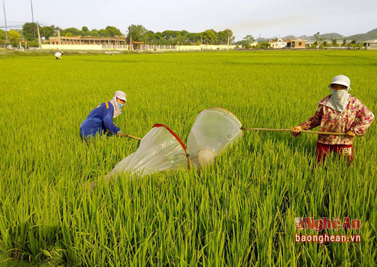 Săn tôm bay mỗi ngày thu bạc triệu - Ảnh 1.