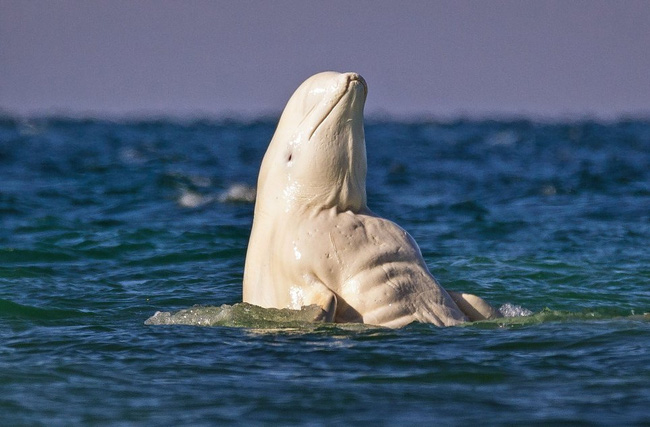 Đây chính là chú cá voi 6 múi quyến rũ nhất đại dương - Ảnh 1.
