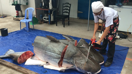 Cặp cá tra gần 400kg từ Lào về Việt Nam - Ảnh 1.