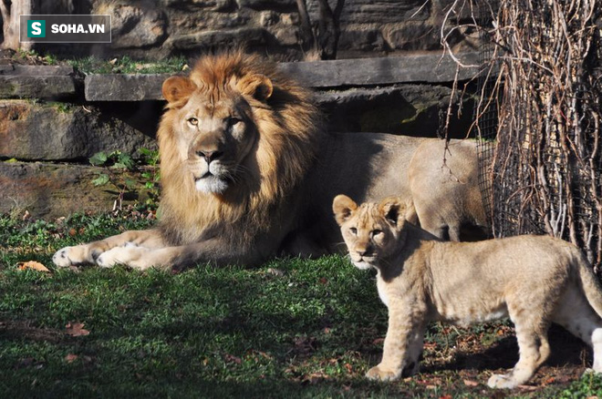 Đến ngày khó ở, sư tử đực hồn nhiên tấn công nhân viên vườn thú - Ảnh 1.