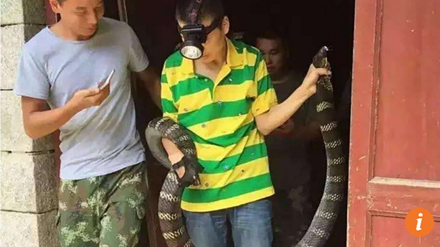 Hãi hùng phát hiện rắn hổ mang khổng lồ trong nhà - Ảnh 1.