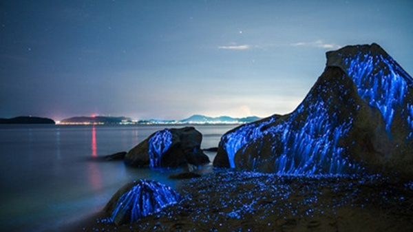Kỳ lạ hàng ngàn con tôm phát sáng như kim cương trên bờ biển - Ảnh 1.