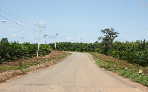 Nếu Hoàng Anh Gia Lai bán cao su tại Lào... - Ảnh 1.