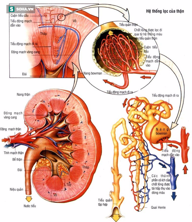 Dấu hiệu bất thường khi đi tiểu bạn cần chữa ngay kẻo suy thận - Ảnh 2.