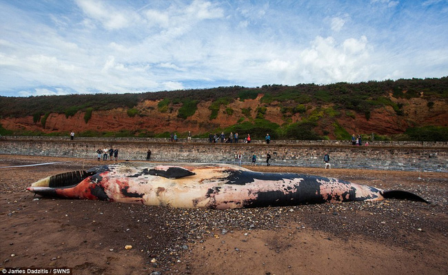 Xác cá voi khổng lồ dạt vào bờ, người dân lo sợ cú nổ nội tạng kinh hoàng - Ảnh 1.