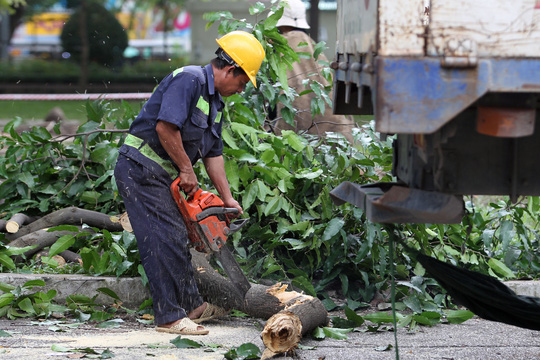 Toàn cảnh di dời hàng chục cây xanh ở công viên 23-9 - Ảnh 2.