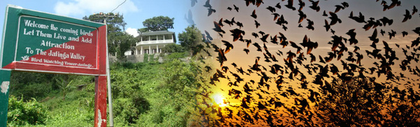 Ngôi làng bí ẩn nơi có hàng ngàn con chim bay đến tự sát mỗi năm - Ảnh 1.
