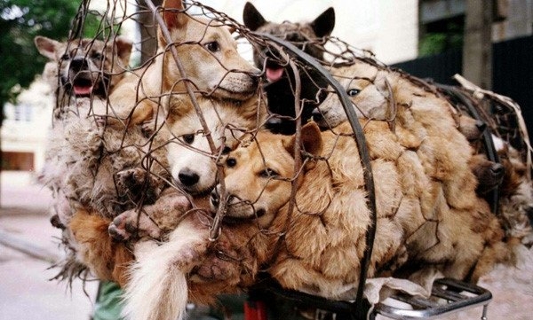 Số 2 thế giới: Người Việt ăn thịt 5 triệu con chó mỗi năm - Ảnh 1.