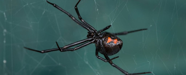 Phát hiện loại virus kỳ lạ mang gen của nhện độc Góa phụ đen - Ảnh 1.