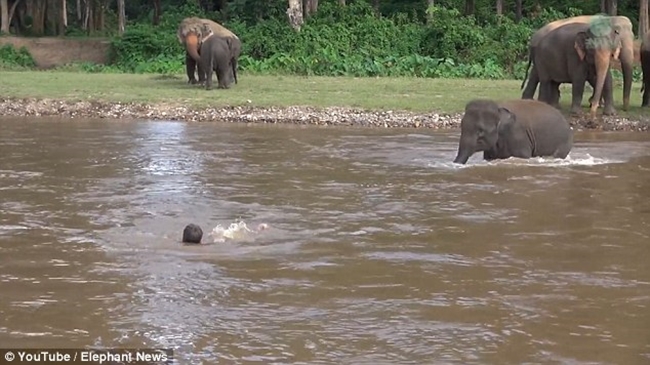 Tưởng huấn luyện viên bị chết đuối, chú voi con vội vàng lao xuống sông cứu người - Ảnh 2.