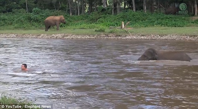Tưởng huấn luyện viên bị chết đuối, chú voi con vội vàng lao xuống sông cứu người - Ảnh 3.