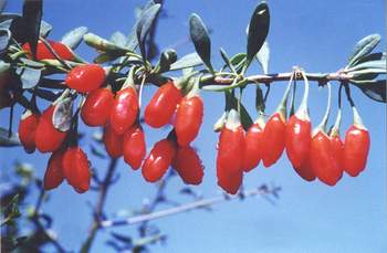 Cho chồng lười ăn gì? - Ảnh 1.