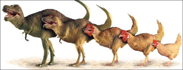 Các nhà khoa học tái tạo phôi thai khủng long từ DNA của gà - Ảnh 2.