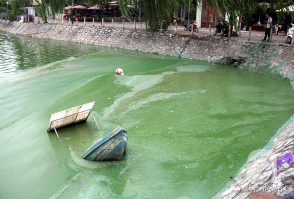 Hà Nội: Tảo chết xanh hồ Văn Quán, người dân nín thở vì mùi hôi - Ảnh 2.