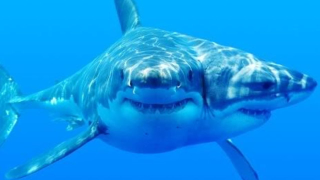 Một con cá mập 2 đầu đang được các nhà khoa học nuôi dưỡng, ác mộng trong phim ảnh sắp trở thành sự thực - Ảnh 2.