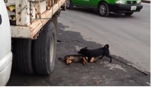 Công nhân vệ sinh môi trường bị đánh trọng thương vì một con chó - Ảnh 1.