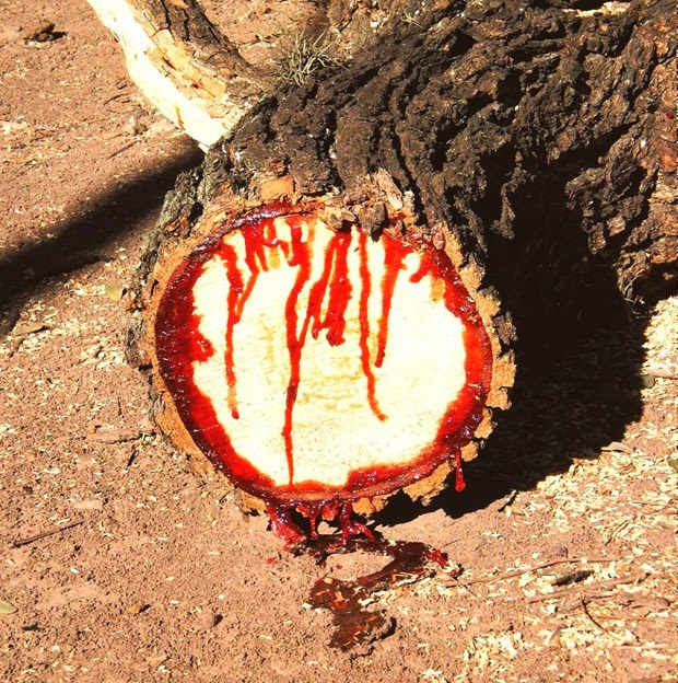 Không phải trò đùa ngày Halloween, loài cây kỳ lạ phun máu ra như người bị thương - Ảnh 1.
