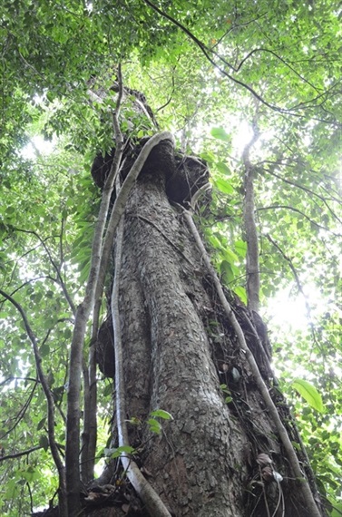  [Ảnh]: Ngưỡng mộ quần thể rừng nghiến 1.000 năm tuổi được công nhận là cây di sản - Ảnh 2.