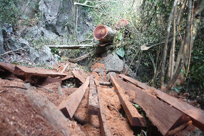 [Photo] Rừng nghiến cổ thụ bị xẻ thịt không thương tiếc ở Hà Giang - Ảnh 1.