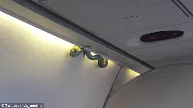 Rắn bò lổm ngổm trên máy bay khiến hành khách phát hoảng - Ảnh 2.