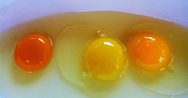 Nhìn lòng đỏ trứng, bạn có biết quả trứng nào được sinh bởi con gà khỏe mạnh? - Ảnh 2.