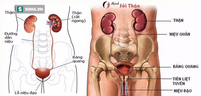 6 dấu hiệu cảnh báo sớm rối loạn chức năng thận ai cũng nên thuộc lòng - Ảnh 1.