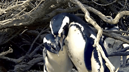 Trận chiến đẫm máu này sẽ giúp bạn nhận ra chim cánh cụt không hiền lành dễ thương như ta tưởng đâu - Ảnh 2.