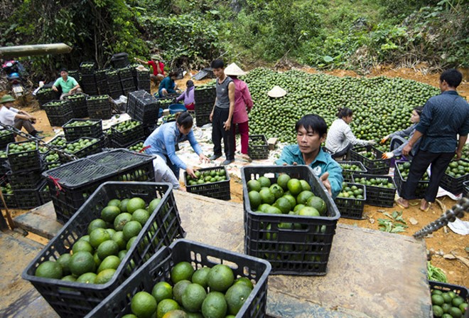 Trồng cam sành Hàm Yên, nhiều gia đình thành tỷ phú - Ảnh 2.